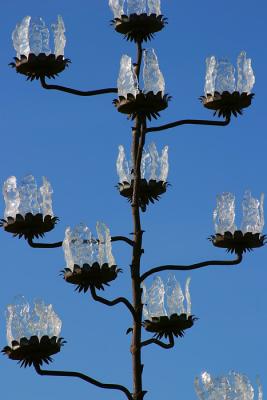 Agave Mimicry
