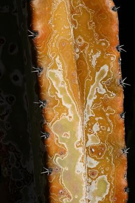Marbled