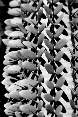 Spines