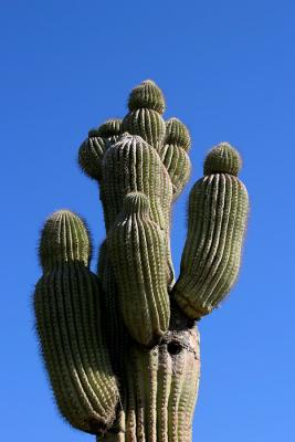 Prolific Budding