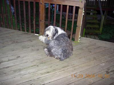 CharlieonPorchWeb.jpg