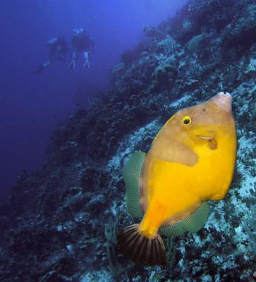 Filefish and Friends