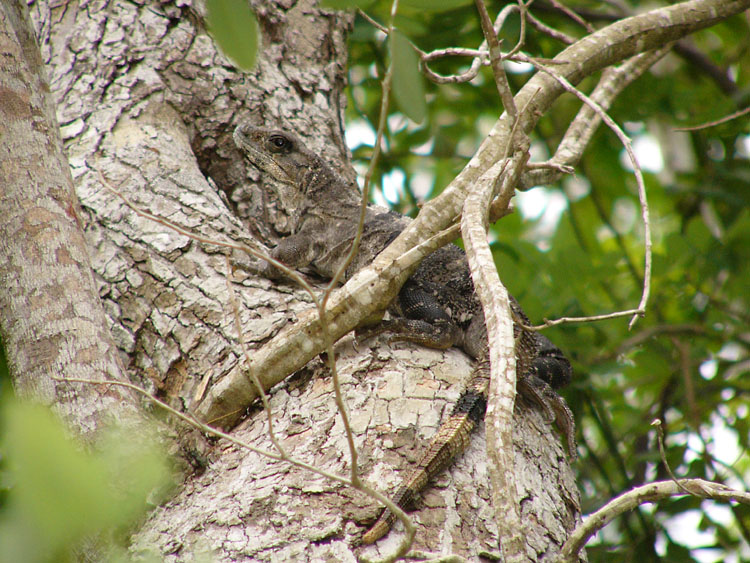 Can You Find The Iguana?
