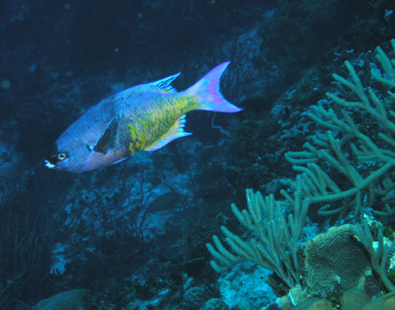 Creole Wrasse