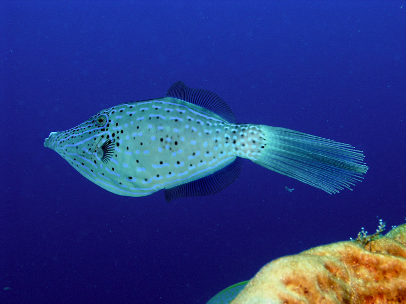 Scrawled Filefish