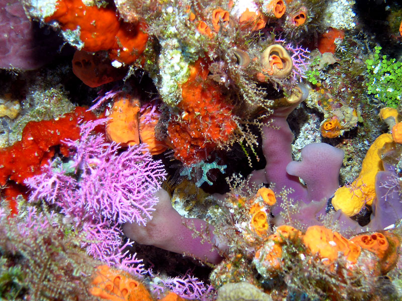 Underwater bouquet