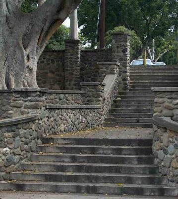 Old Ficus and Steps