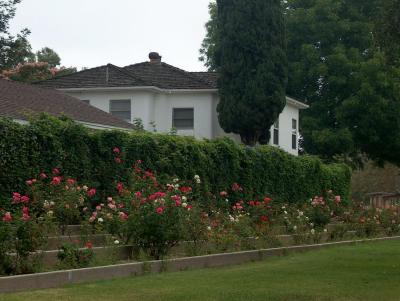 Hart Park Roses
