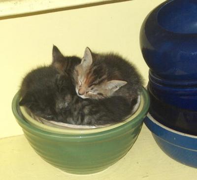 Bowl'o'Kittens