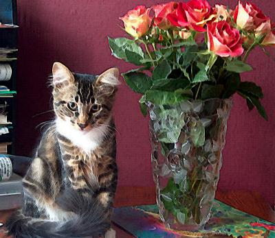 Rajah with roses (McGredy's 'Fiesta' from the supermarket!)