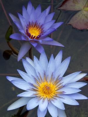 Beautiful pond lillies