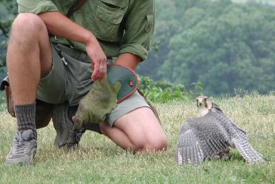 06055421www-mangl-at.jpg