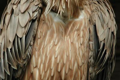 06055393www-mangl-at.jpg