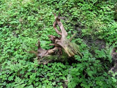 Clovers and Dead Wood