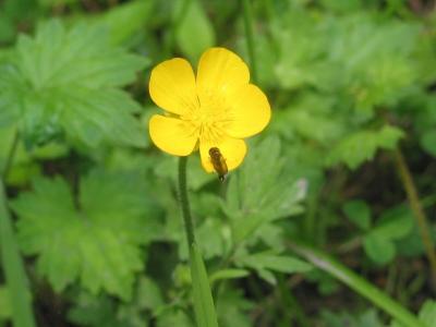 Wildflower with Insect