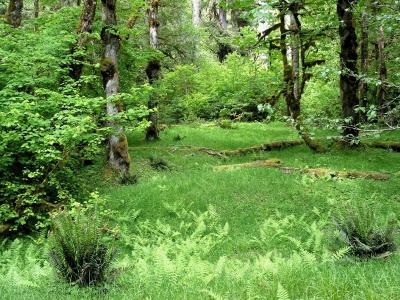 Rainforest Meadow