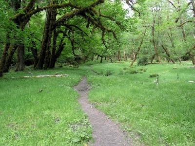 Meadow Trail