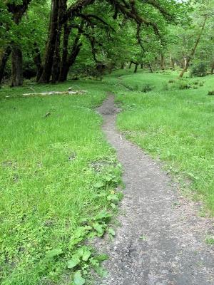 Trail Through Meadow