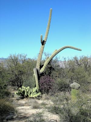 Oddly Shaped Saguaro