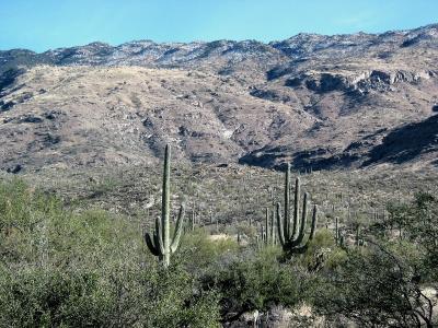 Saguaros and Mountains