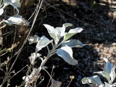 Desert Plant