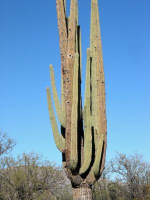Arms on Largest Saguaro