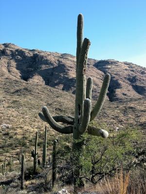 Rotting Cactus