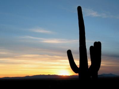 Saguaro at Sunset