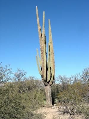 Massive Saguaro