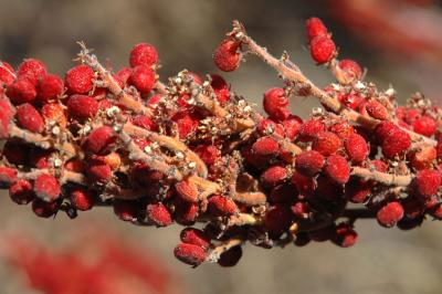 Red Berries Close Up