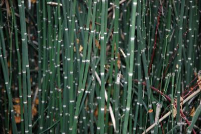 Creekside Reeds