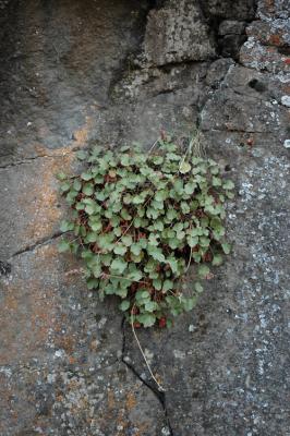 Plant Growing on Canyon Wall