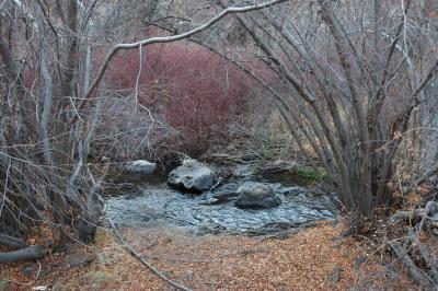 Cowiche Creek and Trees