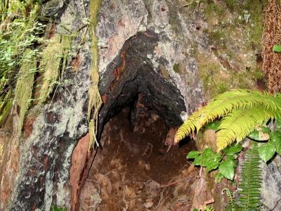 Tree Stump Hole