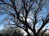 Mesquite Tree