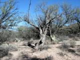 Desert Trees