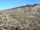 Saguaro Forest