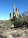 Standard Saguaro