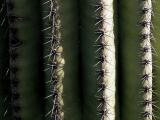 Saguaro Skin