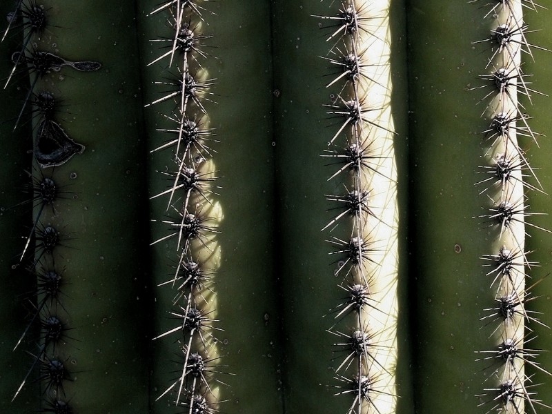 Saguaro Skin