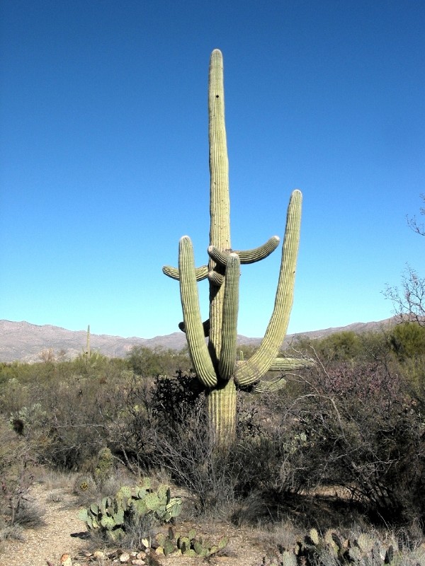 Saguaro With New Arms