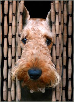 Being an Airedale /  Ser un Airedale