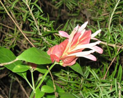 Shrimp Plant