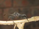 Garden Critter