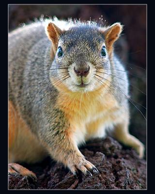 Squirrel3
