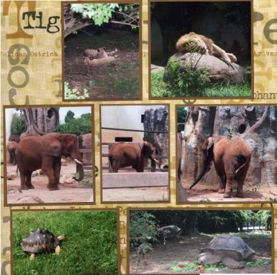 Knoxville Zoo  (page 4 of 6)