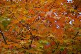 NewEngland2004_0064.jpg