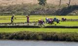 14th Feb 05 Rice Paddy