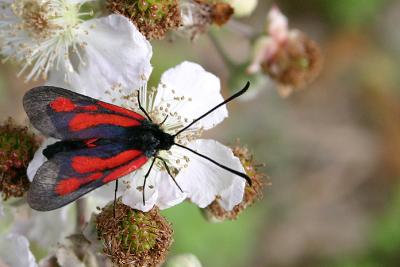 Zygaena osterodensis