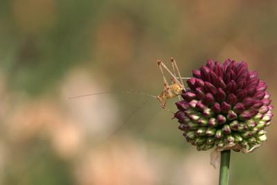 Young katydid